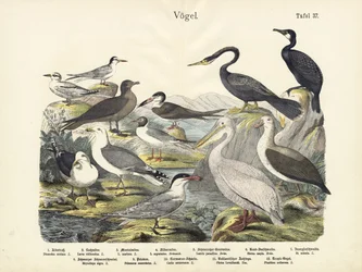 Birds